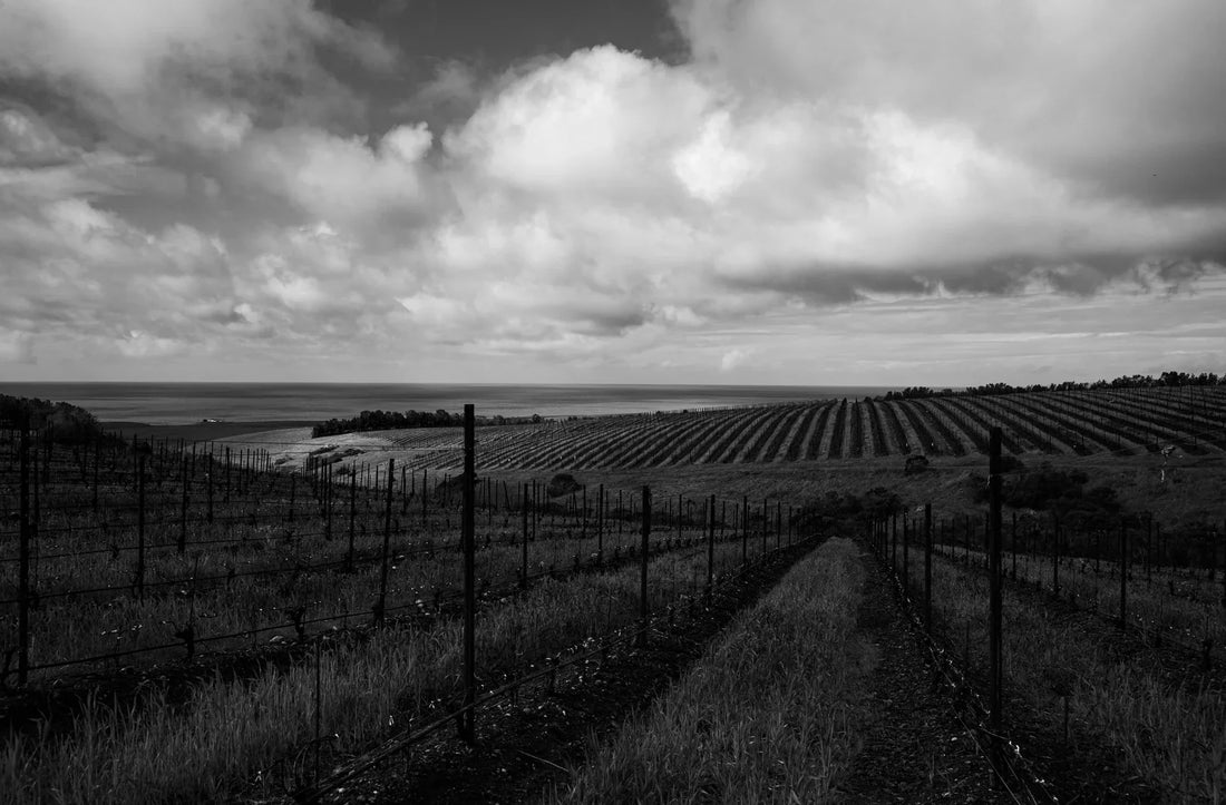 Beyond Organic: What regenerative viticulture really means