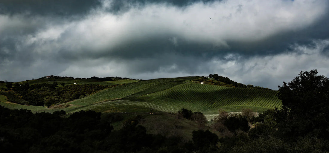 Why Paso Robles is one of California's most distinctive wine regions
